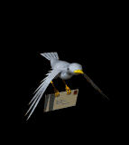 Birdmail
